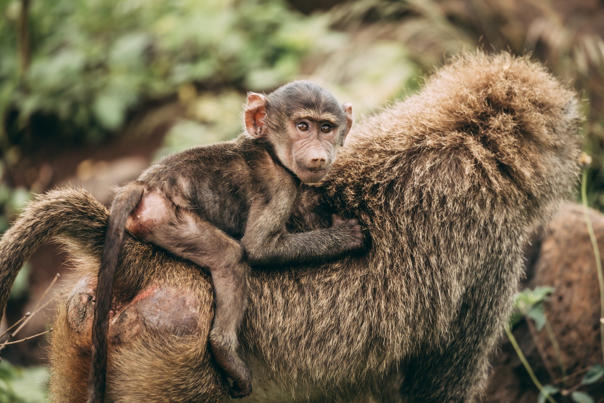 background image for - 5 Day : Explore Ruaha National Park From Dar-es-salaam