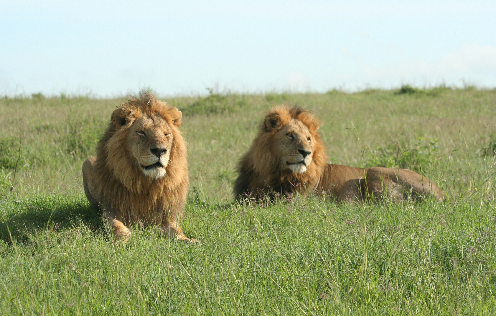Image number 12 for Discover Kenya In 7 Days: Private Safari