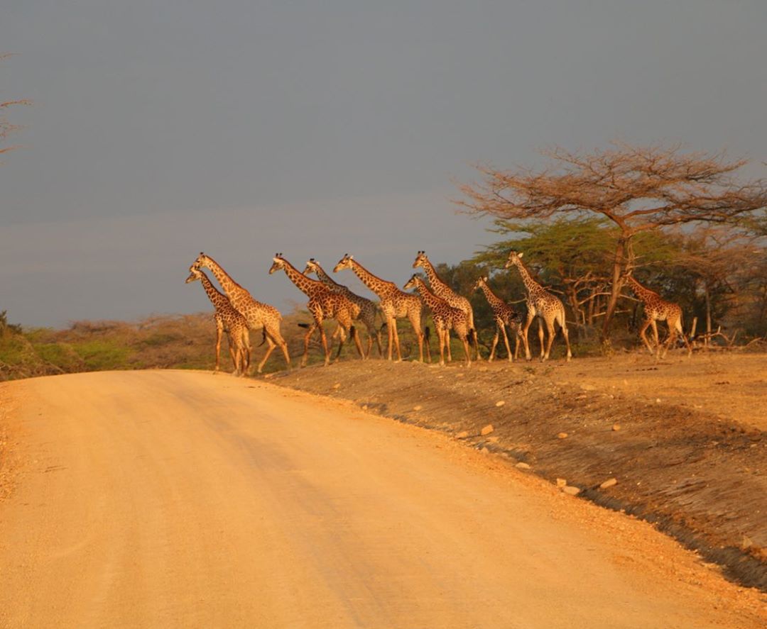Image number 2 for 3 Day - Mikumi National Park And Maasai Cultural Experience