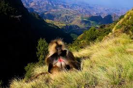 Image number 2 for Best Of Ethiopia Lalibela, Gonder, Simien, Bahir Dar & Danakil Tour