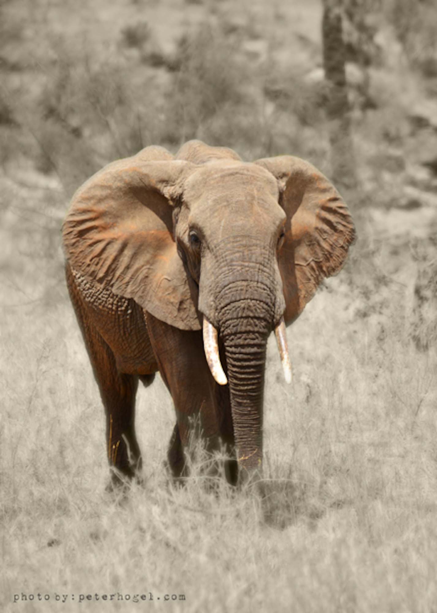 Image number 2 for 2 Day : Nyerere National Park (Ex Selous)