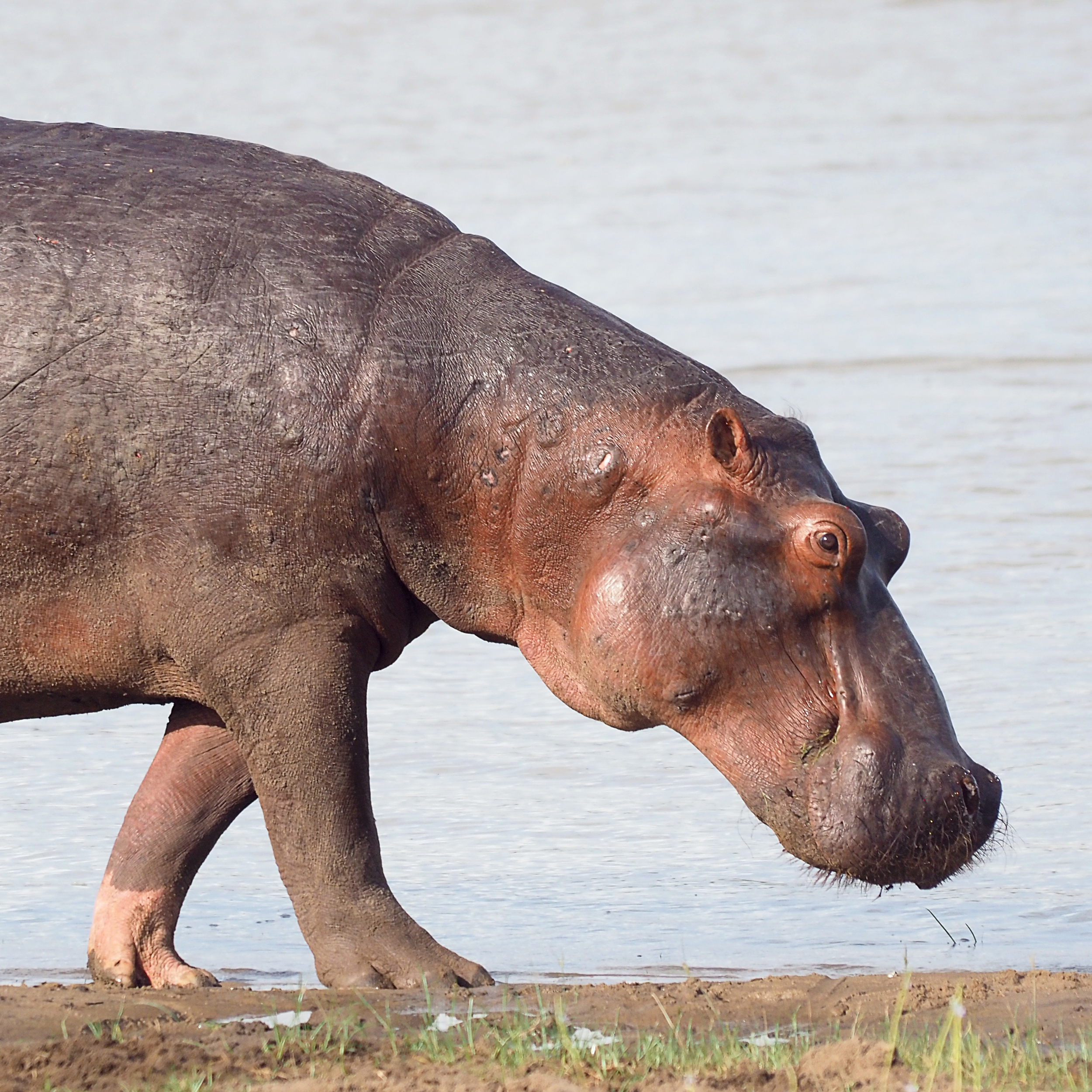 background image for - 2 Day : Nyerere National Park (Ex Selous)