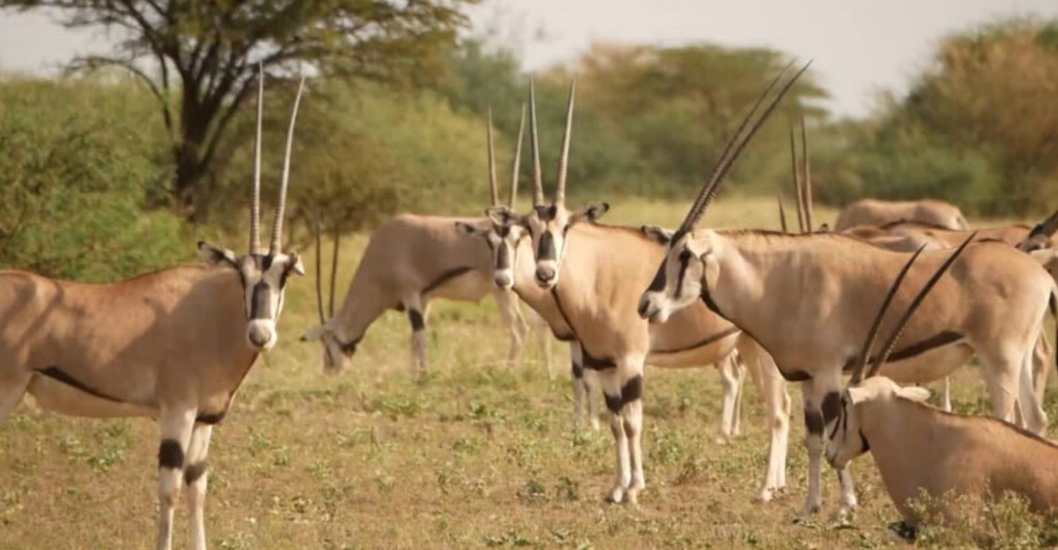 Image number 4 for 3 Days Wild Wonders And Nature, Awash Np Tour