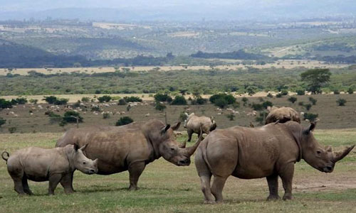 Image number 8 for The Ultimate 6-Day Safari: Aberdares To Masai Mara