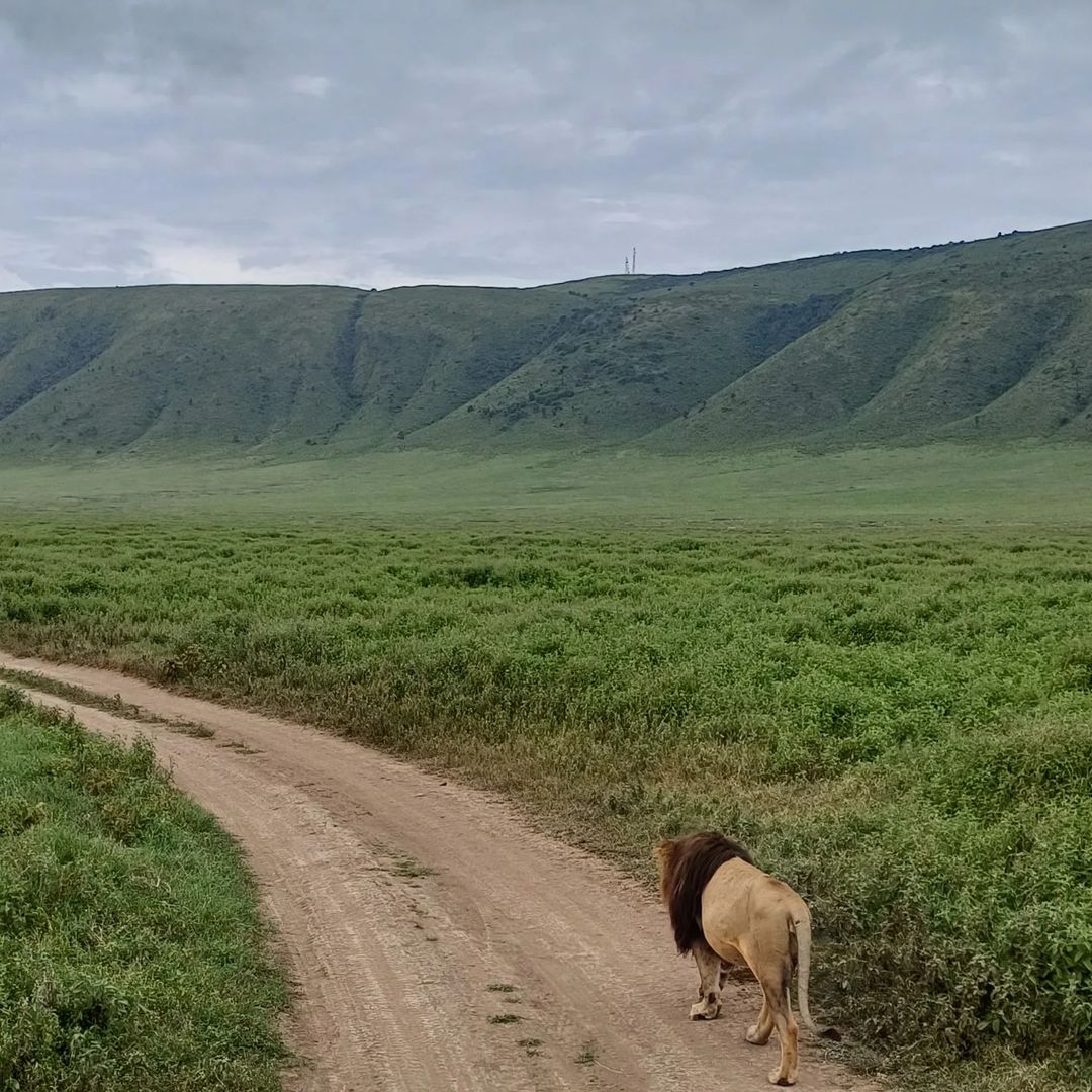 Image number 10 for Wild Uganda: 7-Day Primate & Gorilla Safari 