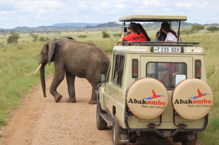 background image for - Northern Tanzania Wildlife Safari