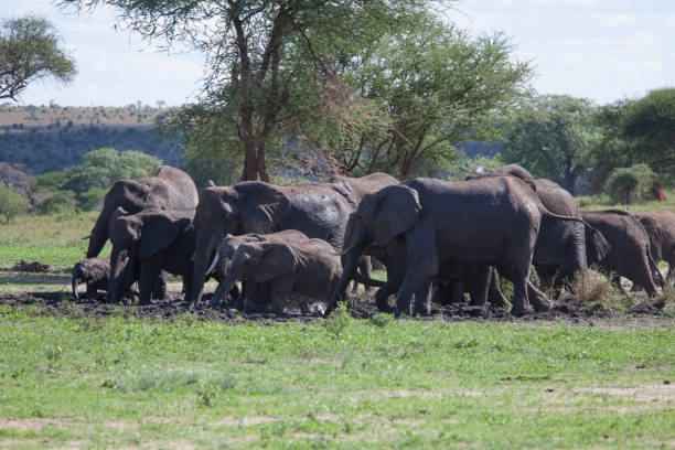 background image for - Best 3 Days Tanzania Safari From Arusha