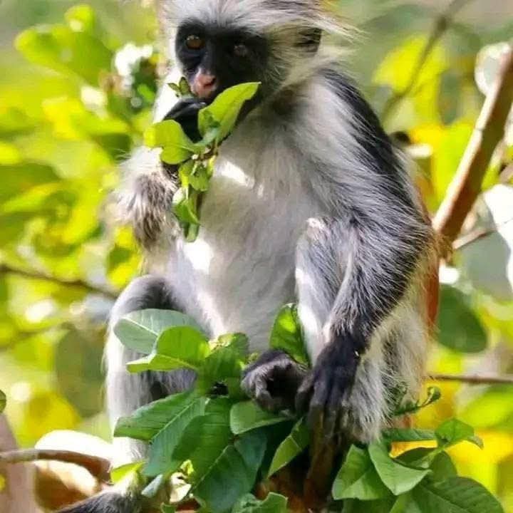 Image number 5 for Honeymoon Magic In Tanzania