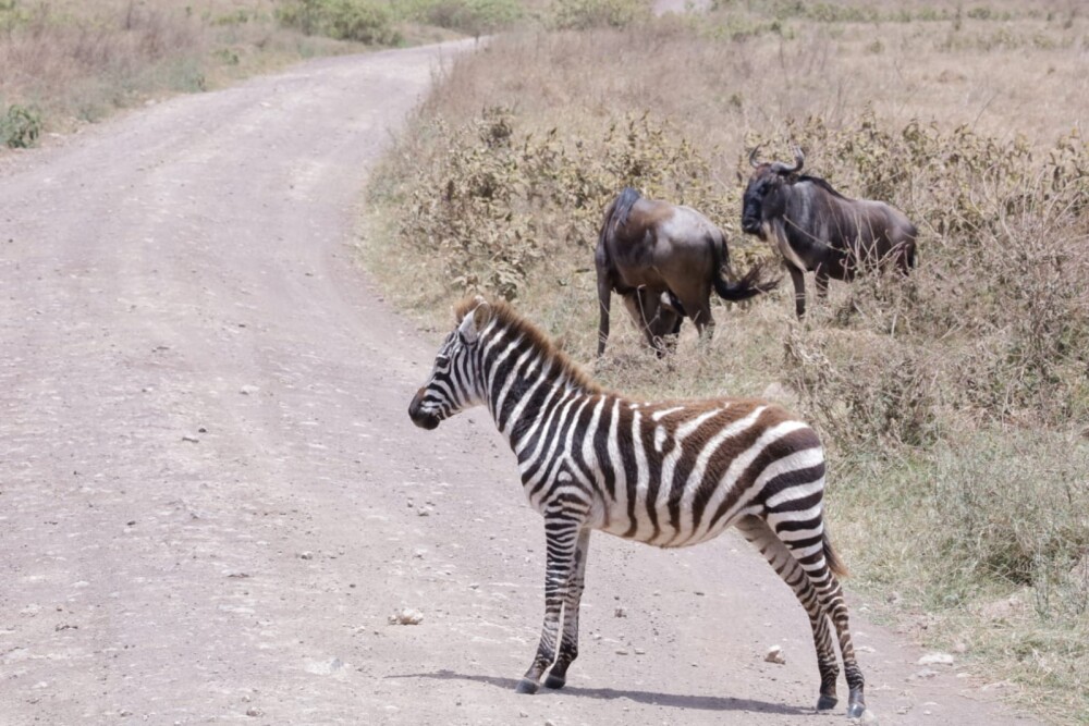 background image for - 6 Days Masai Mara, Serengeti & Ngorongoro Migration Safari