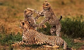 background image for - 2 Day Tarangire N.p & Ngorongoro Crater Safari