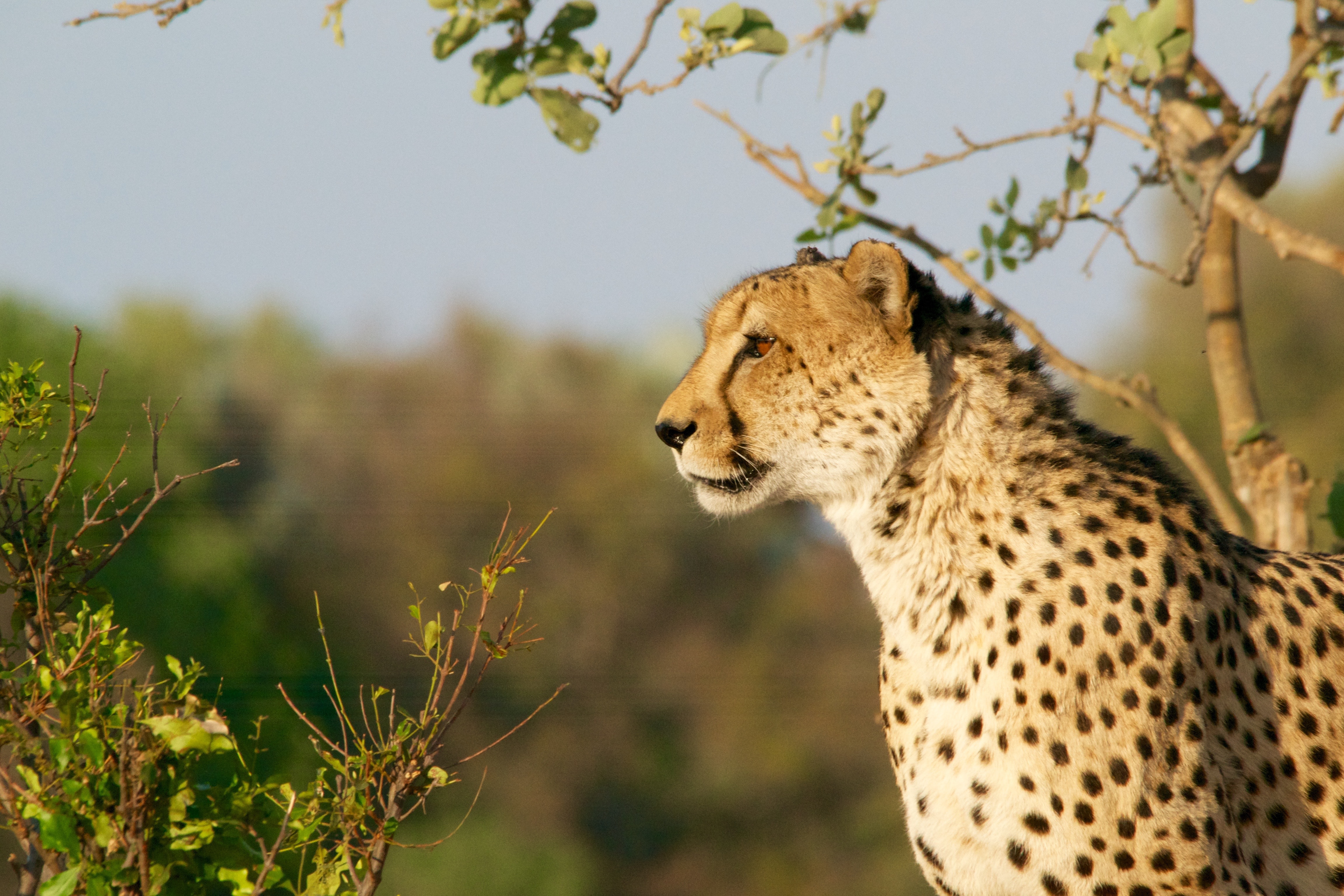 background image for - 1 Day Sharing (joining) Tanzania Safari