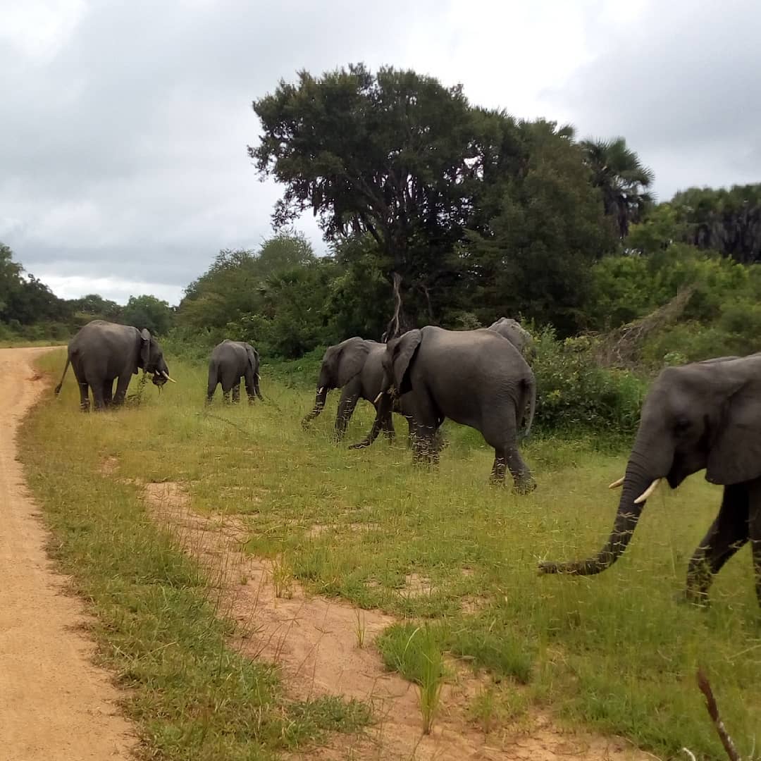 Image number 5 for 3 Day : Saadani National Park And Maasai Cultural Visit
