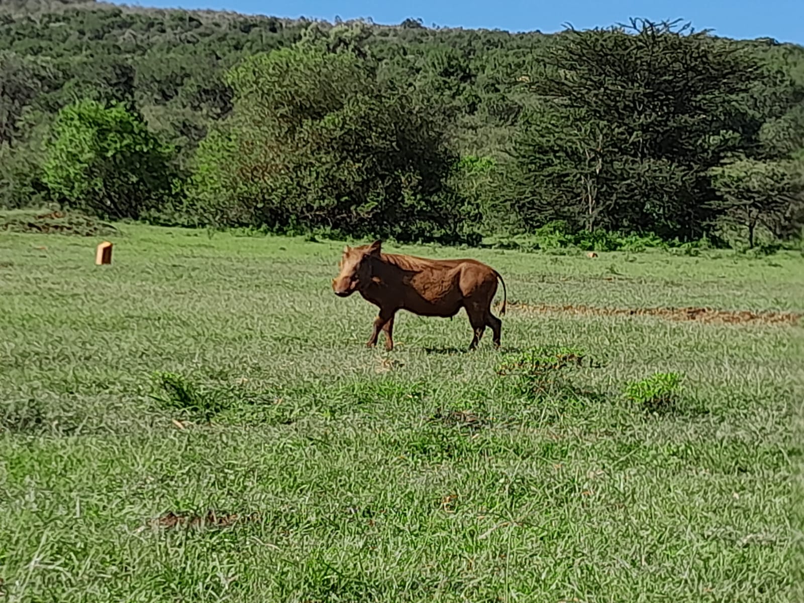 background image for - 4 Days Lodge Safari