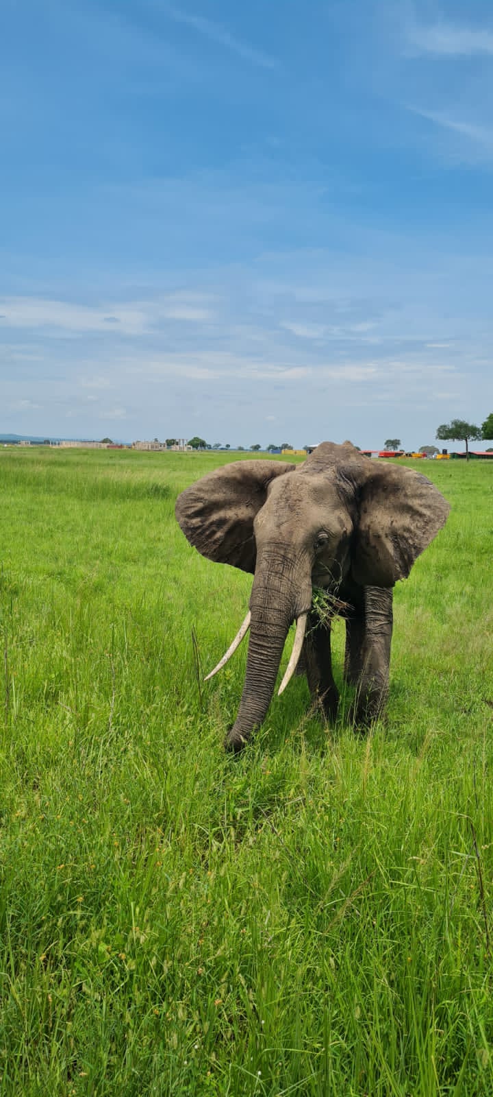 Image number 1 for Mikumi Safari From Zanzibar 