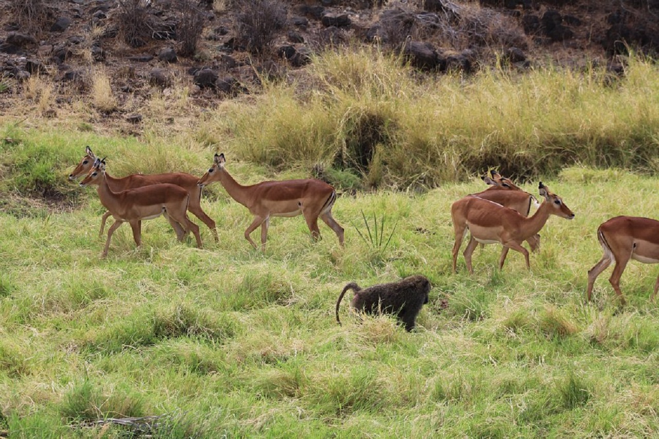 Image number 2 for From Nairobi: 3-Day Tour To Samburu National Reserve