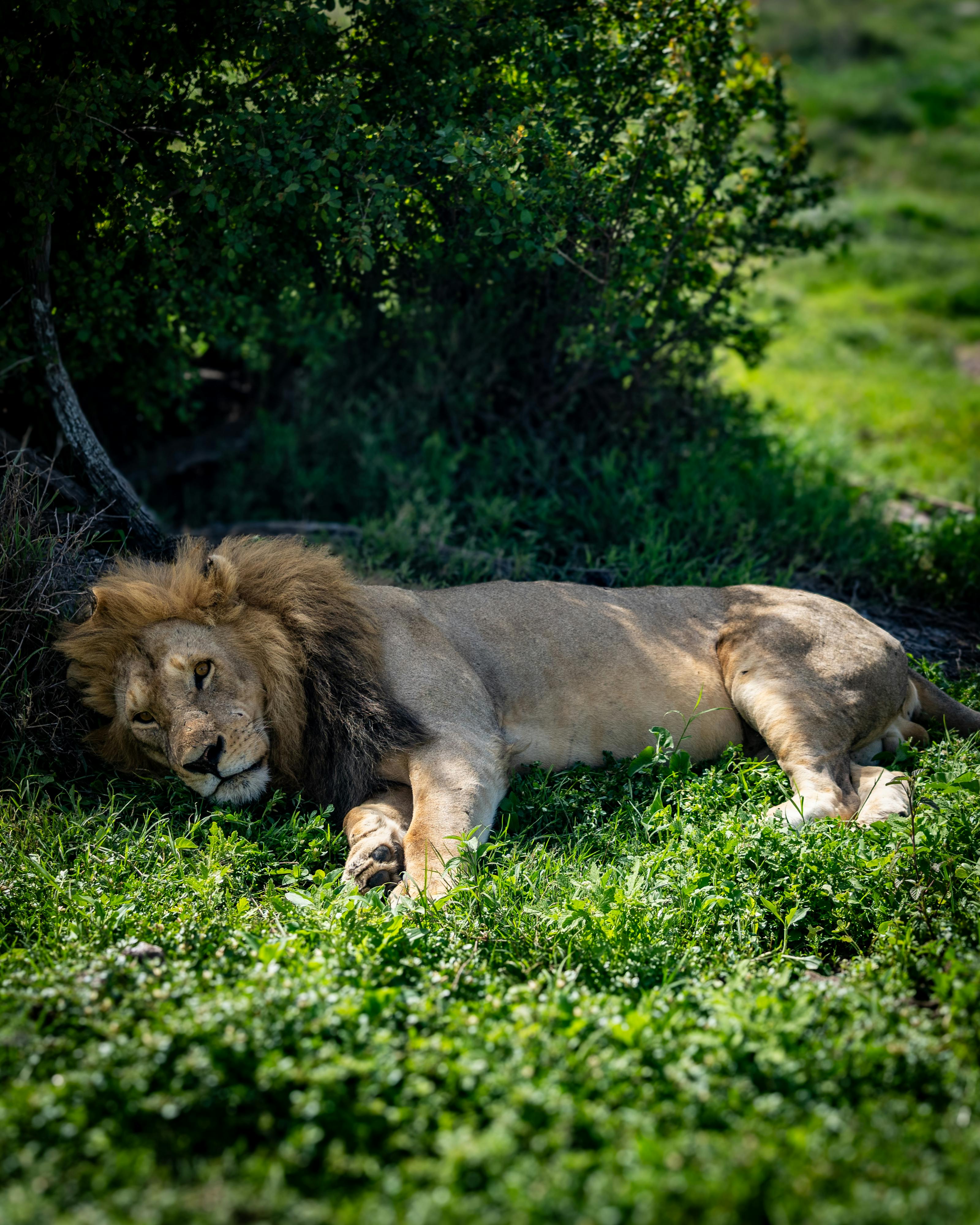 background image for -  Affordable 3-Day Private Safari