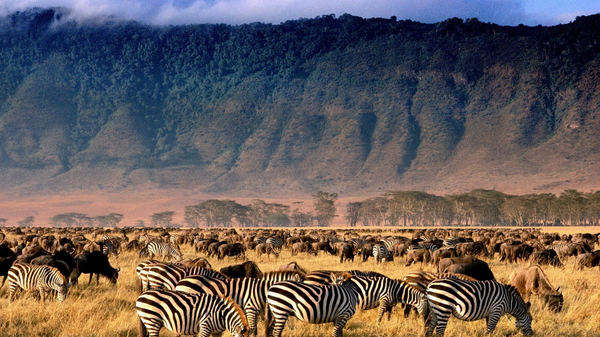 background image for - 2 Day Safari To Tarangire And Ngorongoro