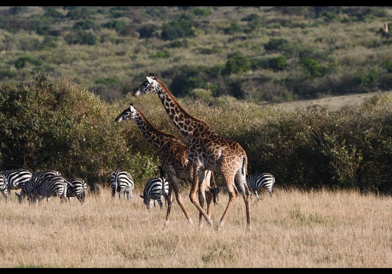 Image number 2 for Masai Mara Wild Adventure
