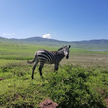 Image number 2 for The Best Of Serengeti, Ngorongoro And Tarangire