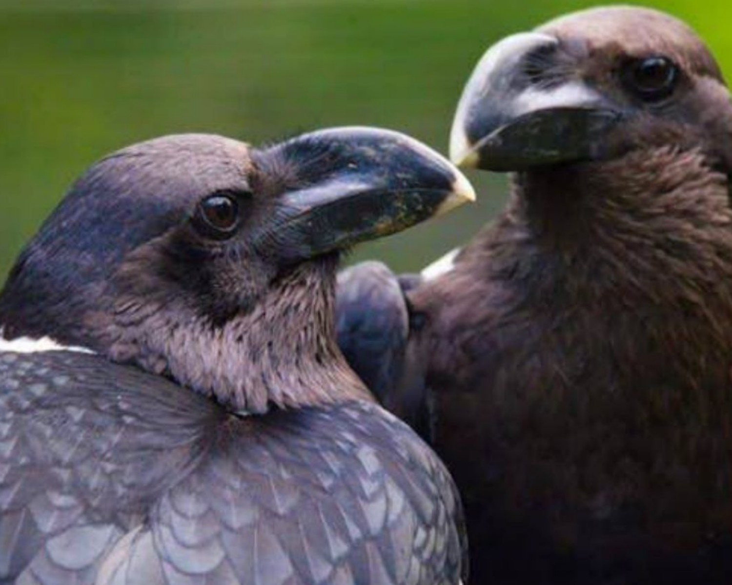 Image number 5 for 4 Days Simien Mountain Trekking & Wildlife Tour