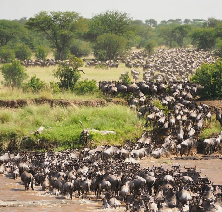 background image for - 5-Days Great Serengeti Migration