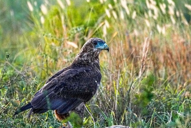 Image number 3 for Group Tour Serengeti Ngorongoro Manyara Tarangire
