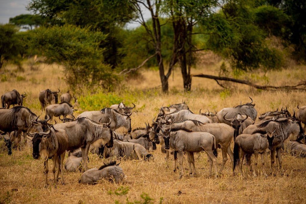 background image for - Great Wildebeest Migration Safari In Tanzania