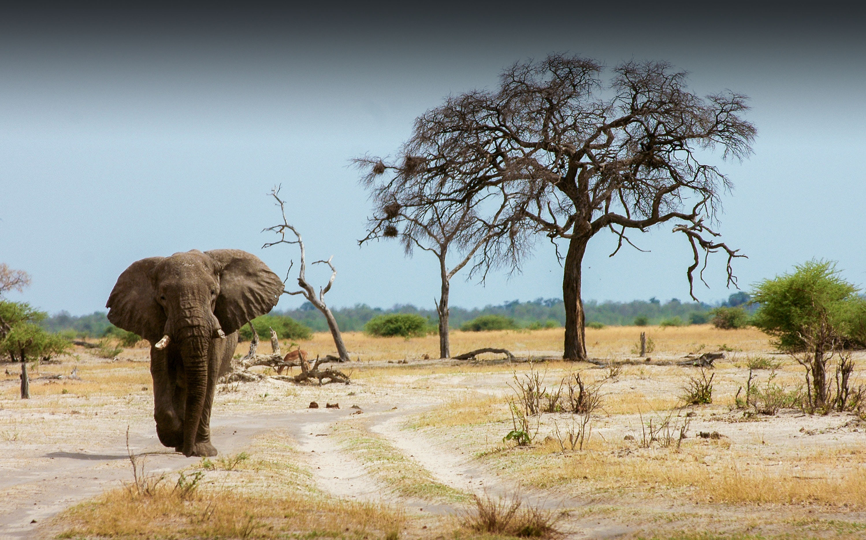 Image number 6 for Explore Tanzania And Zanzibar Safari 