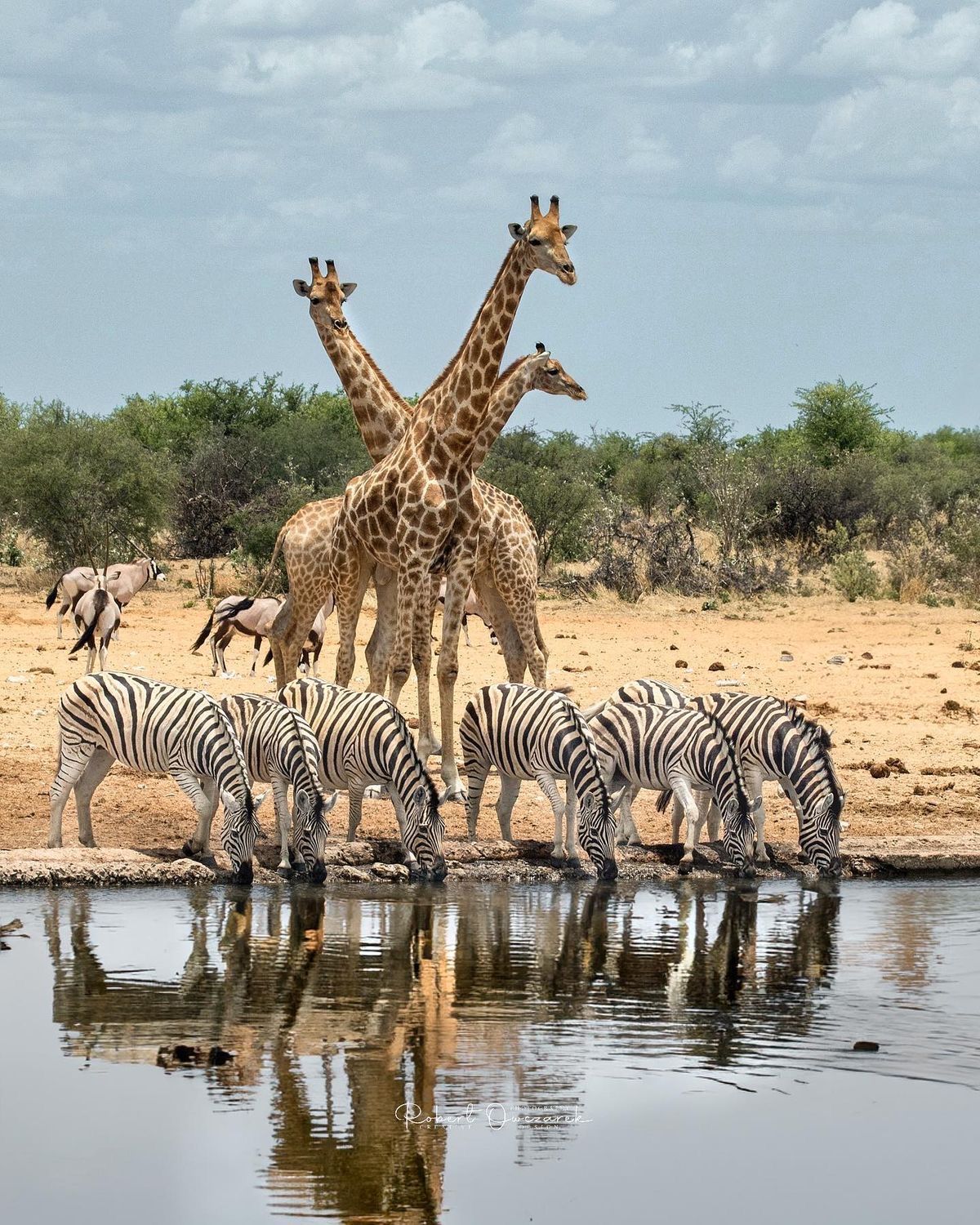 Image number 1 for 5-Days Big5 Safari Unforgettable Northern Circuit Tours;