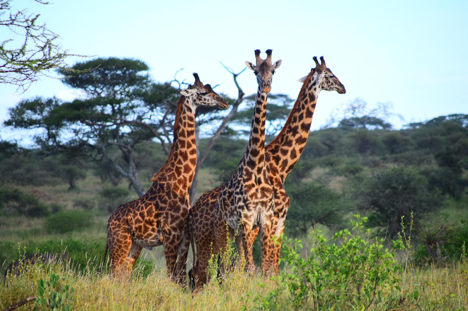 Image number 3 for 1 Day Tanzania Private Safari Package Itinerary