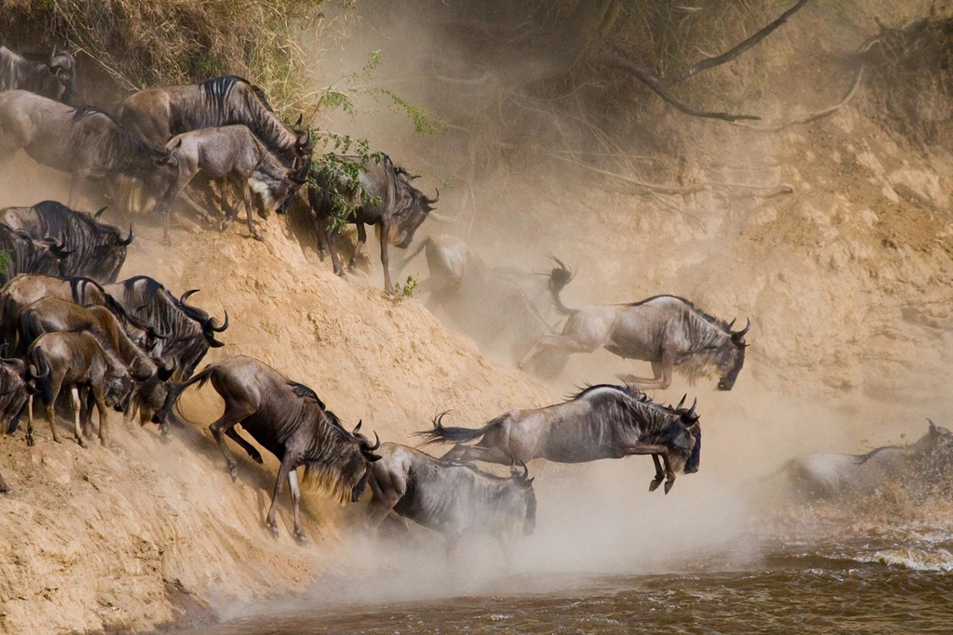 background image for - Game Drive Safari In Serengeti National
