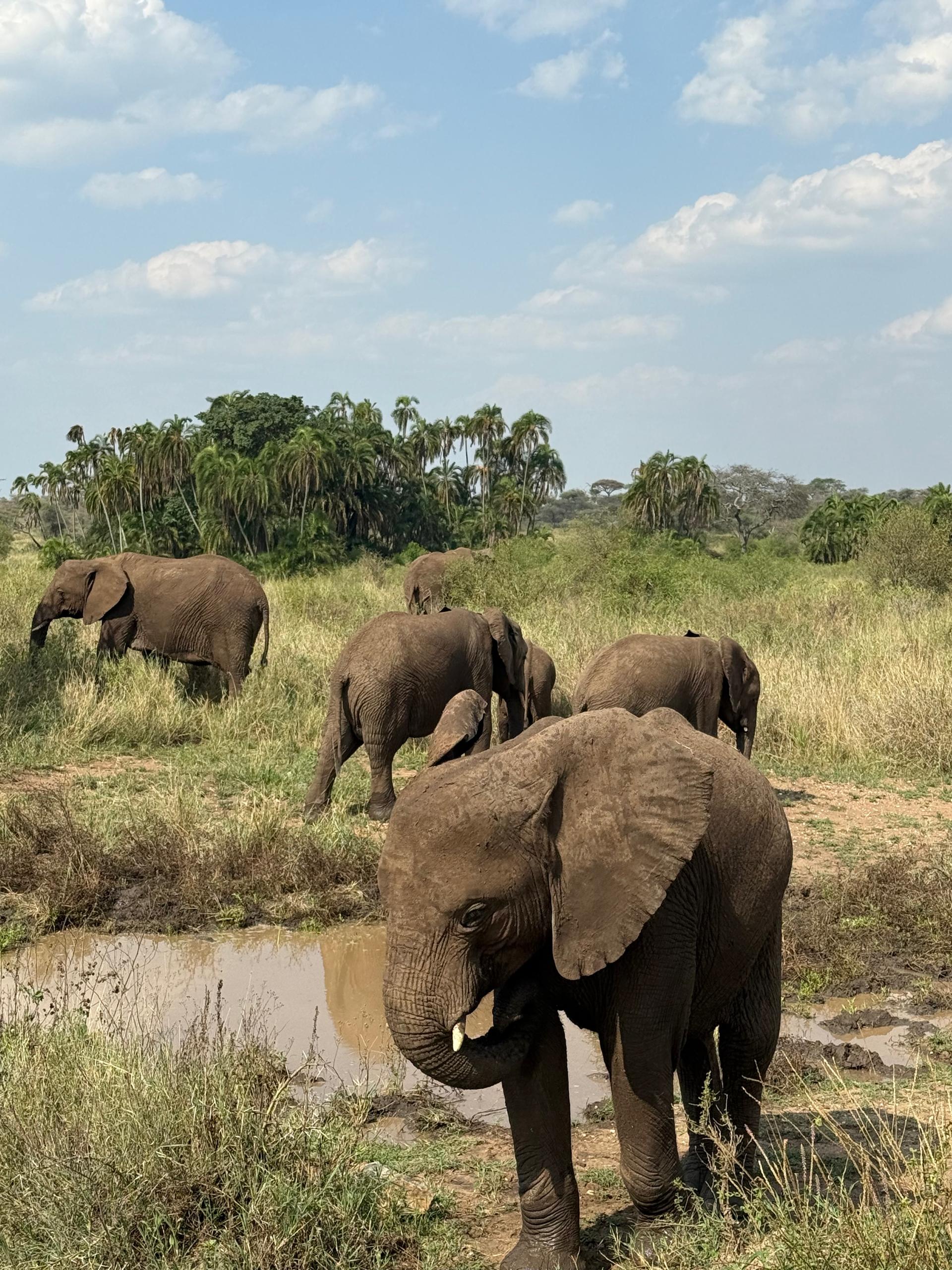 Image number 2 for  3-Day Born To Be Wild – Luxury Birthday Safari