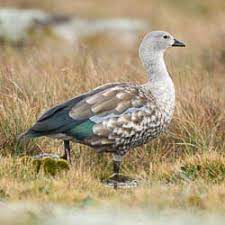 Image number 16 for 11-Day Ethiopia Birdwatching Adventure & Photograph Tour