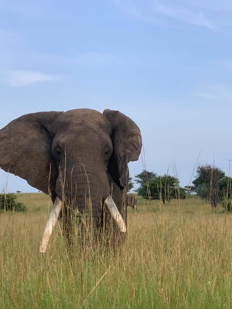 background image for - 3-Day Fly  Safari Zanzibar To  Selous