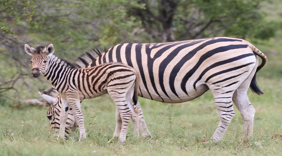 Image number 2 for Day Trip Tanzania Safari From Zanzibar To Selous