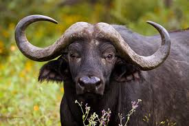 Image number 11 for 8 Days Lalibela, Chebera Churchura Safari Tour