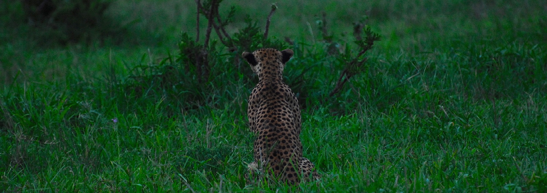 background image for - 3 Days Tanzania Serengeti And Ngorongoro