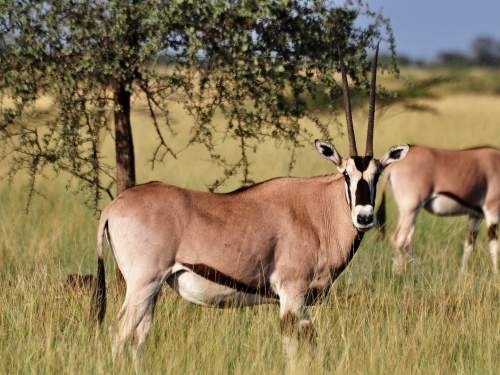 Image number 16 for 3 Days Wild Wonders And Nature, Awash Np Tour