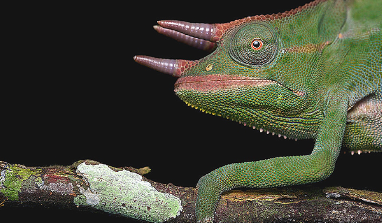 Image number 4 for 3 Days 2 Nights Explore West Usambara Mountains Lushoto