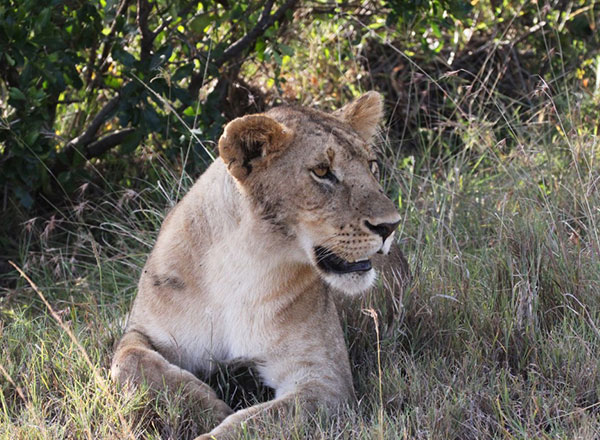 Image number 9 for  Serengeti Wildebeest Migration Safari Experience