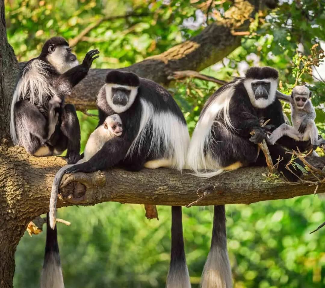 Image number 1 for Tanzania Safari 2 Days