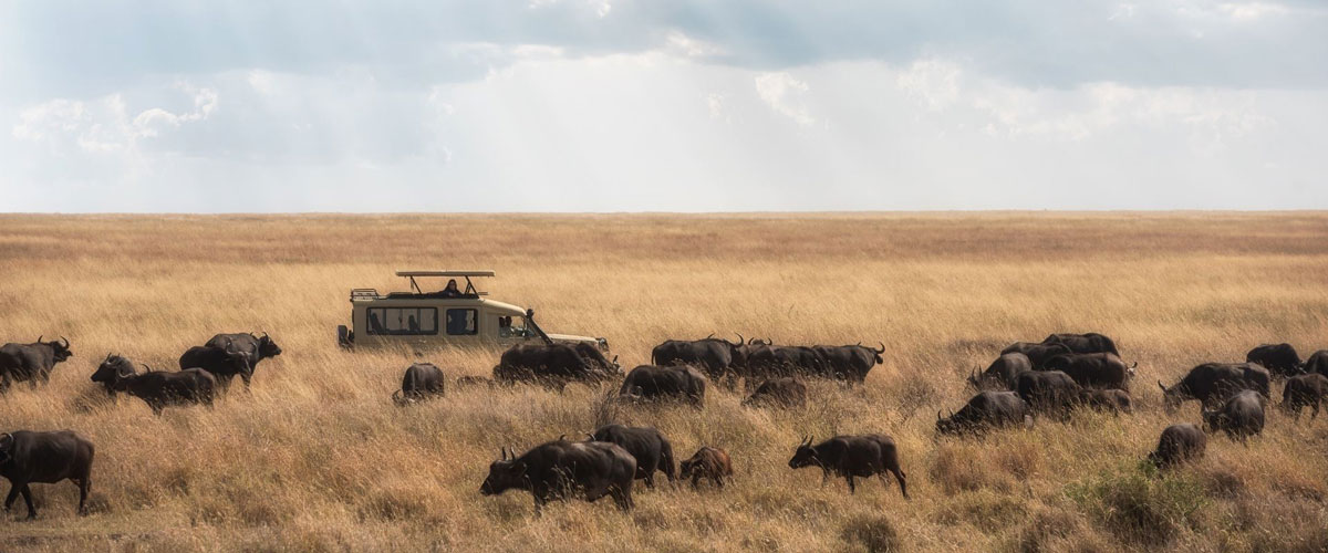 background image for - 1 Day Sharing (joining) -tanzania Safari