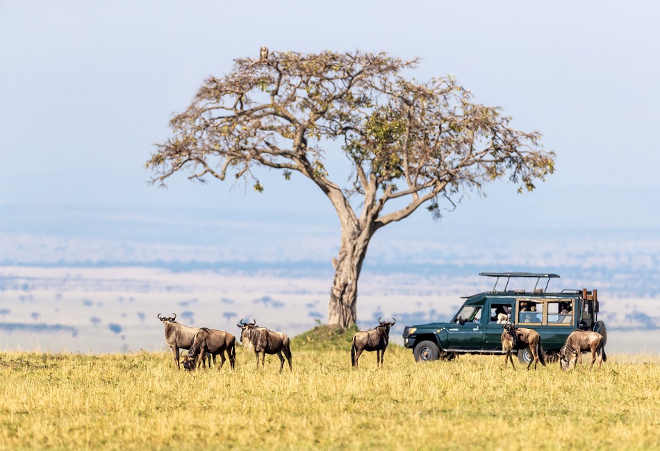 Image number 6 for  Serengeti Wildebeest Migration Safari Experience