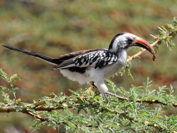 Image number 9 for 13 Days Ethiopia Birdwatching Photographer Safari 