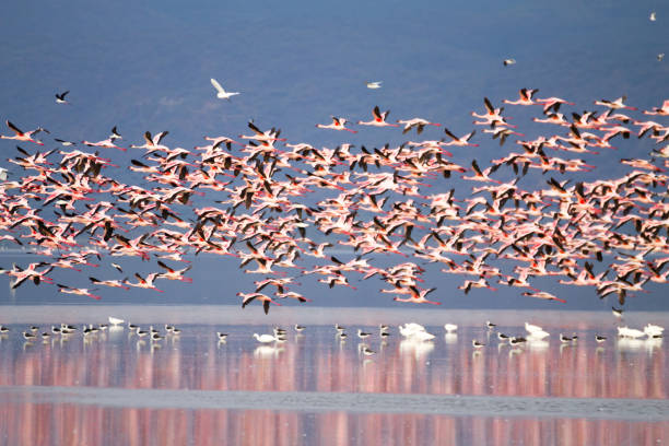 background image for - Best 1-Day Lake Manyara Safari 