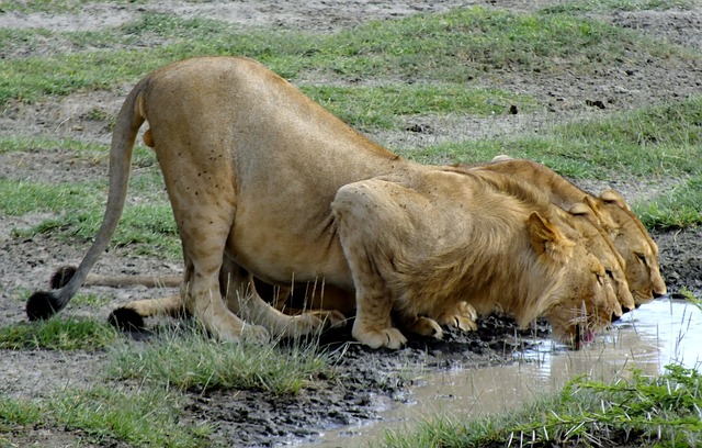 background image for - 4 Days Serengeti And Ngorongoro Crater