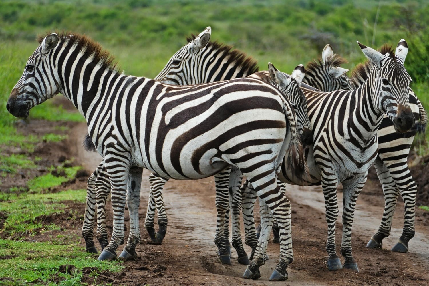 Image number 1 for 7-Day Affordable Safari Adventure (northern Circuit)