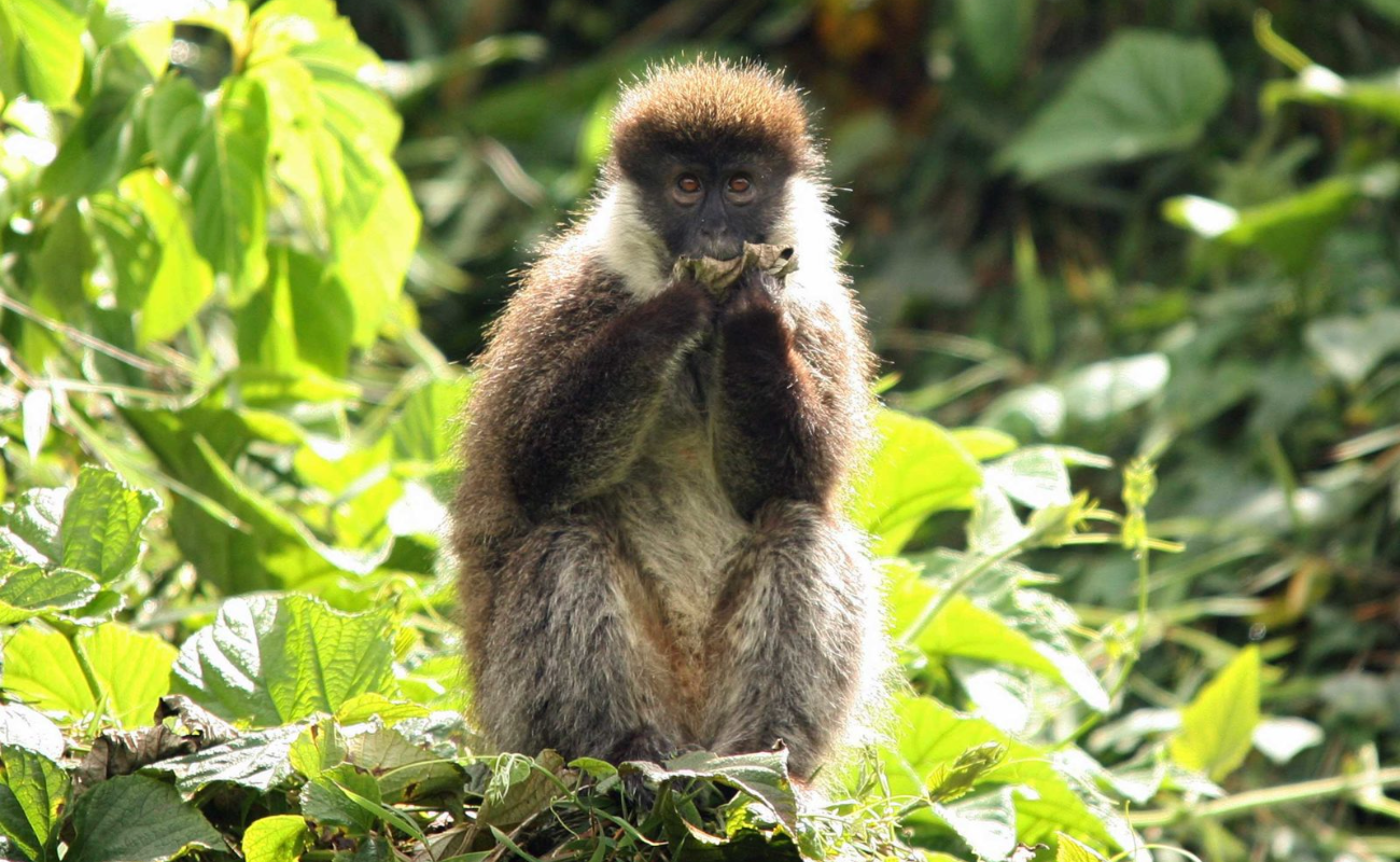 Image number 11 for 9 Days Ethiopian Wildlife Photography Tour