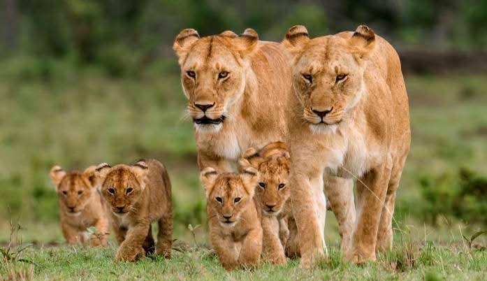 Image number 11 for Fly In /out Luxury Safari-ngiri