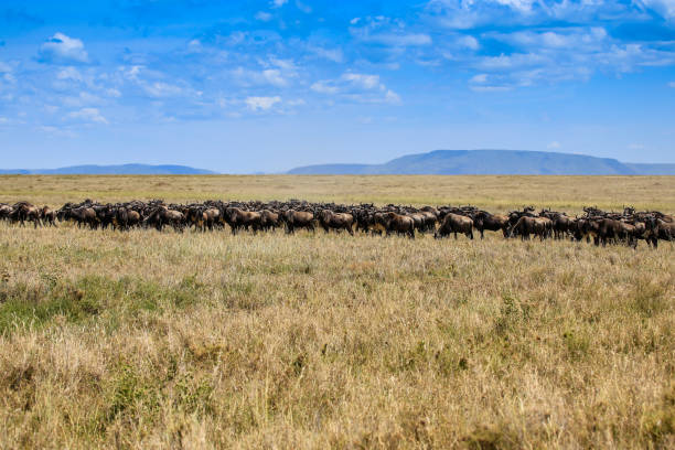 background image for - Best 5 days Serengeti Migration Safari